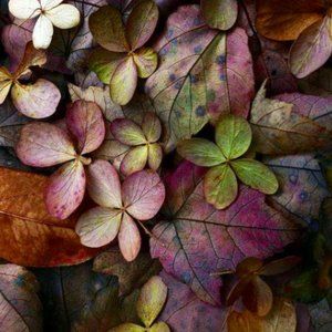 Meet your Posher, Rain